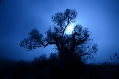 DSC_0981 (Large).JPG